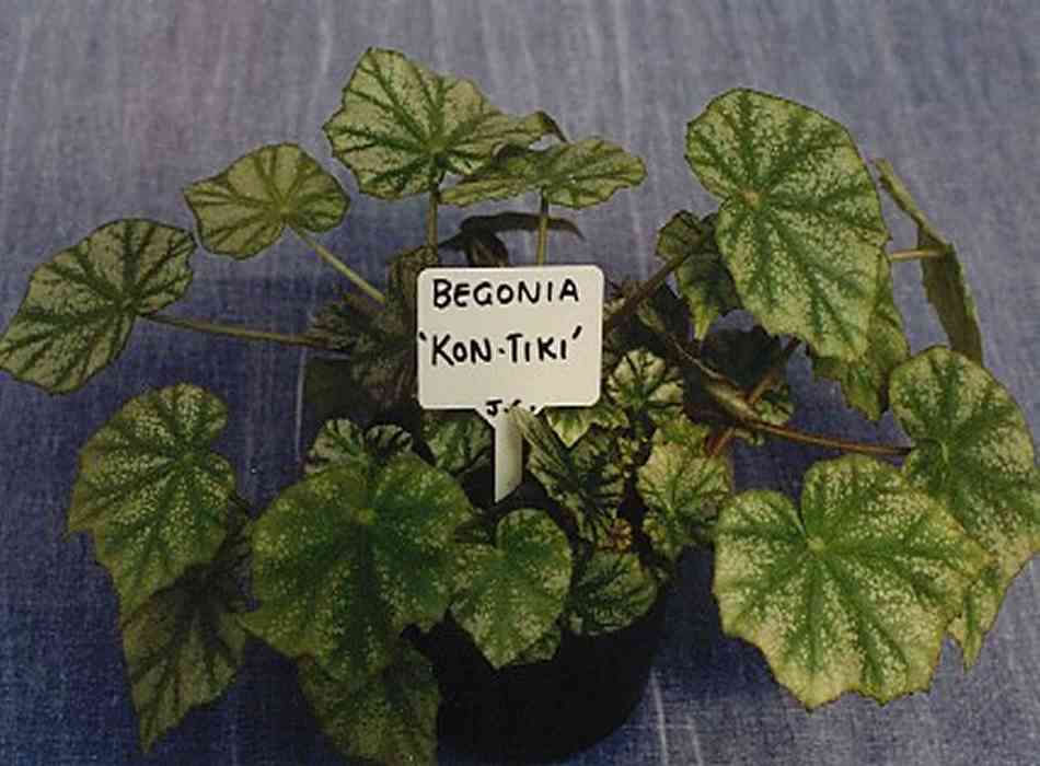 B. ‘Kon-Tiki’